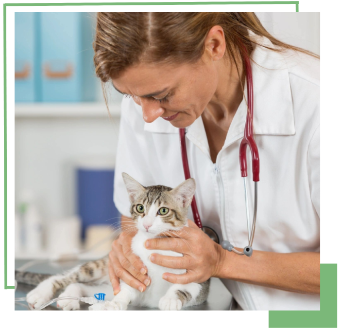 veterinary services