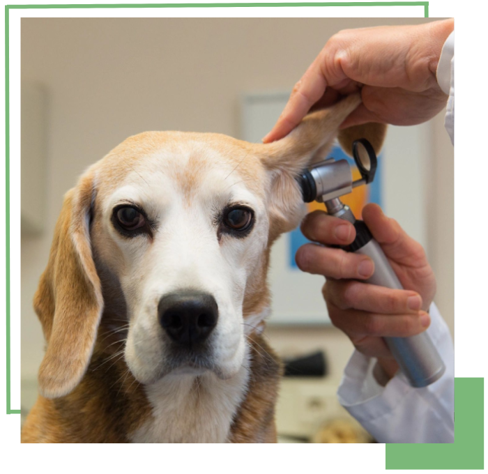 veterinary services