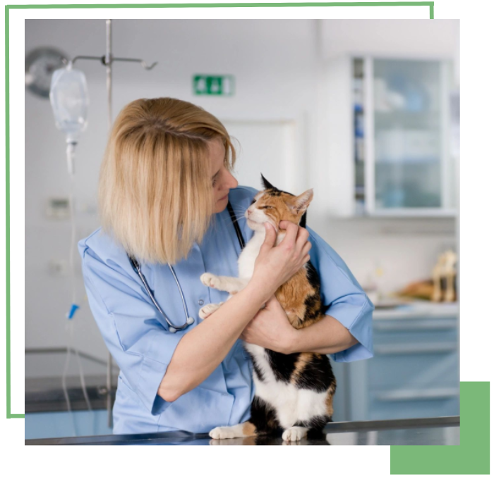 veterinary services