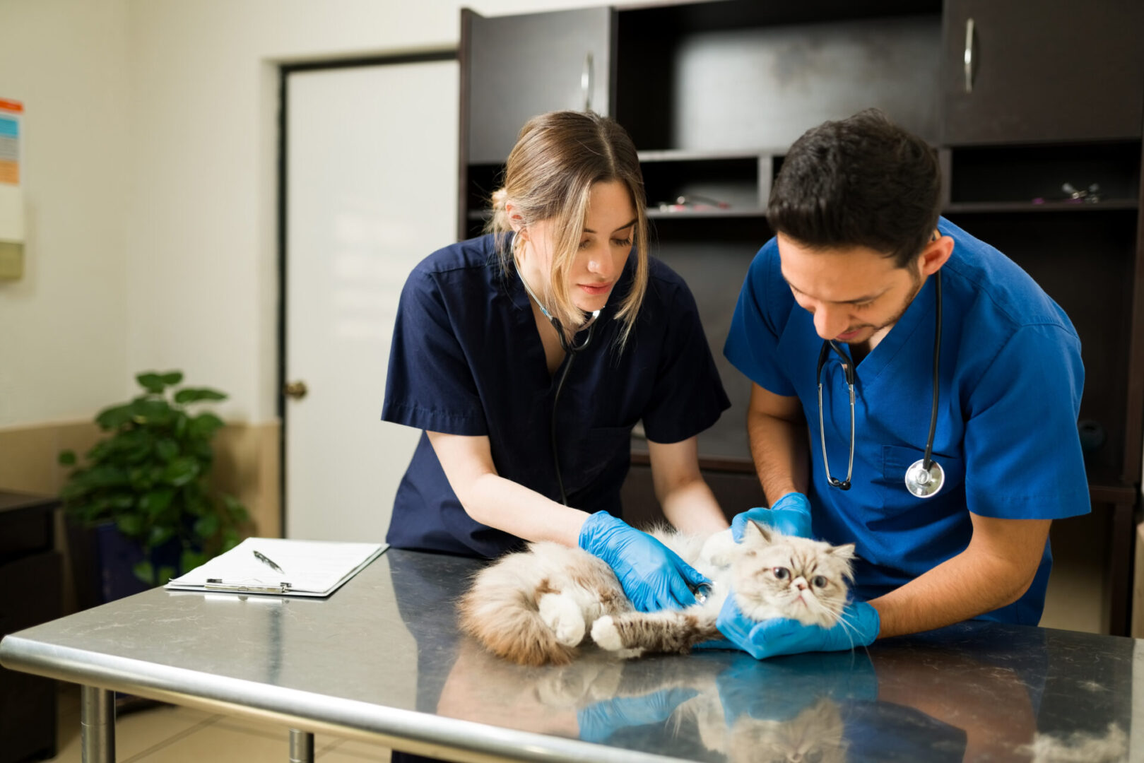 Young vets checking the health