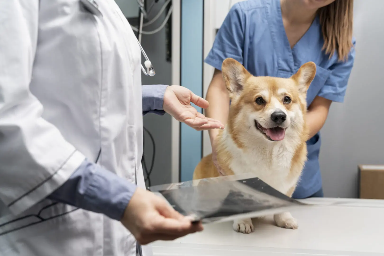 veterinary services